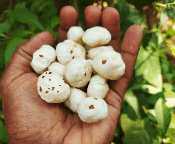 Foxnuts cultivation and processing